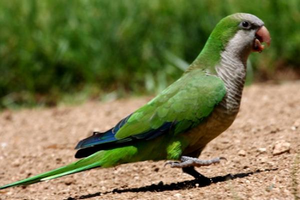 和尚鹦鹉会说话吗？和尚鹦鹉说话能力