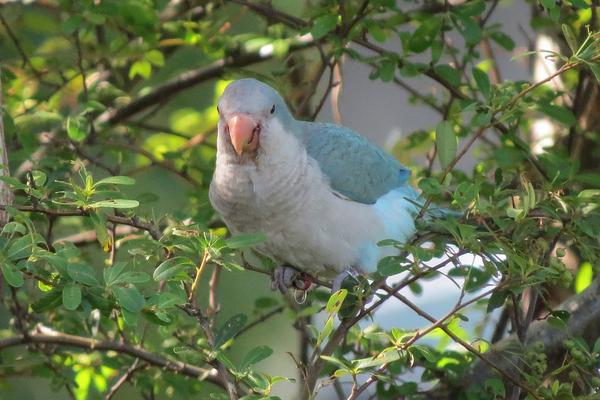 和尚鹦鹉会说话吗？和尚鹦鹉说话能力