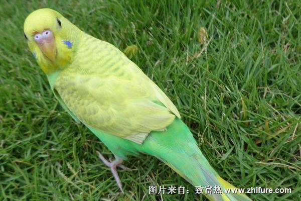 虎皮鹦鹉会说话吗?