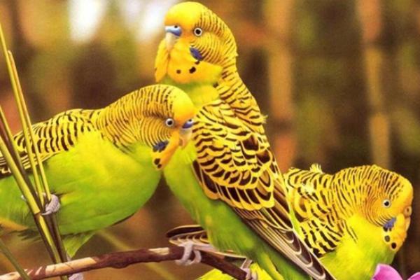 虎皮鹦鹉会说话吗？