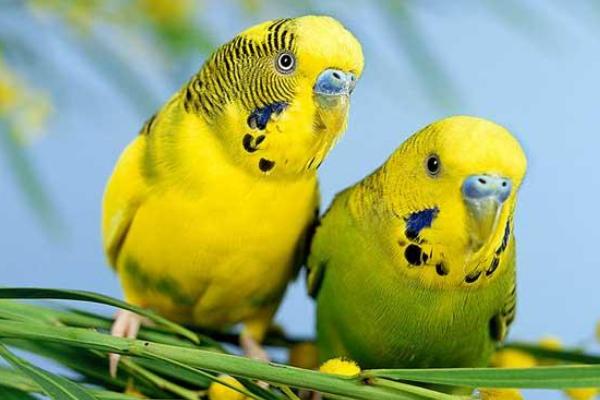 虎皮鹦鹉会说话吗？