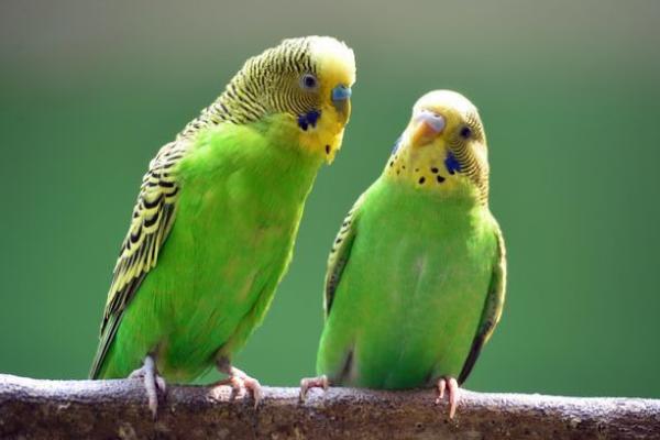 虎皮鹦鹉会说话吗？