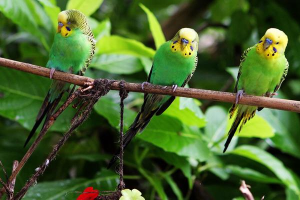 虎皮鹦鹉会说话吗？