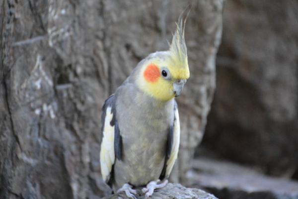 如何挑选玄凤鹦鹉?