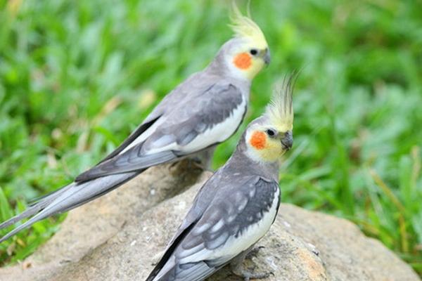 如何挑选玄凤鹦鹉?