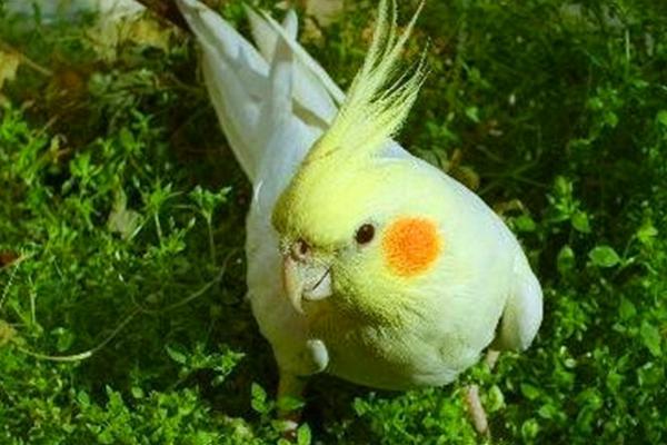 如何挑选玄凤鹦鹉?