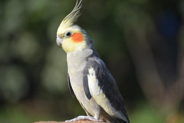 如何挑选玄凤鹦鹉?