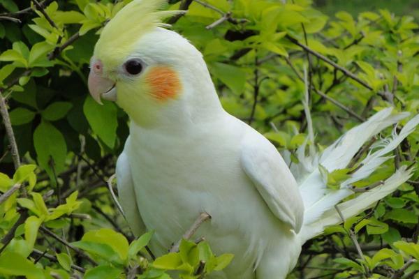 如何挑选玄凤鹦鹉?