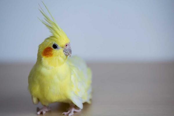 如何挑选玄凤鹦鹉?