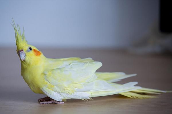 如何挑选玄凤鹦鹉?