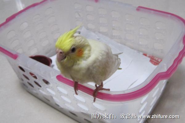 玄凤鹦鹉价格多少钱一只?