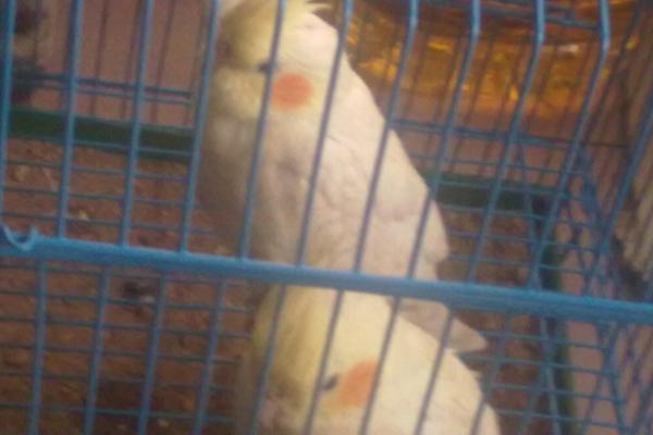 玄凤鹦鹉价格多少钱一只?