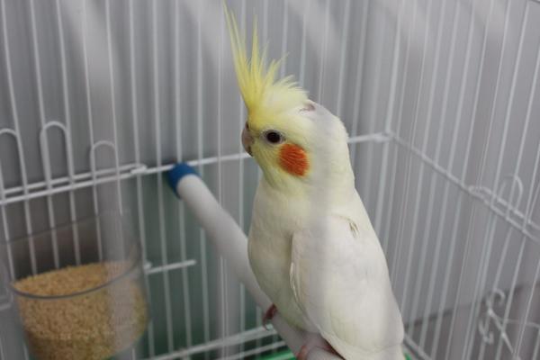 玄凤鹦鹉价格多少钱一只?