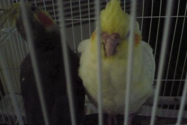 玄凤鹦鹉价格多少钱一只?