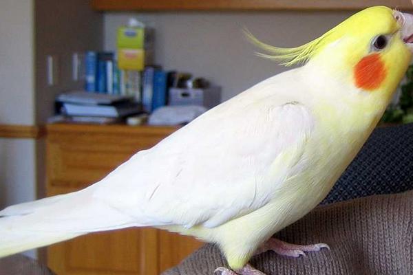 玄凤鹦鹉价格多少钱一只?