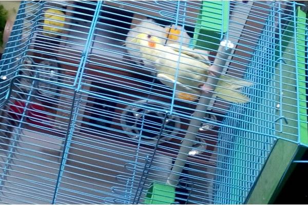 玄凤鹦鹉价格多少钱一只?