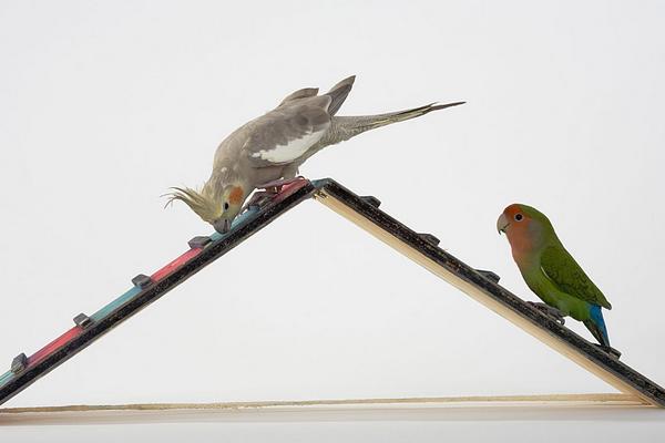 玄凤鹦鹉价格多少钱一只?