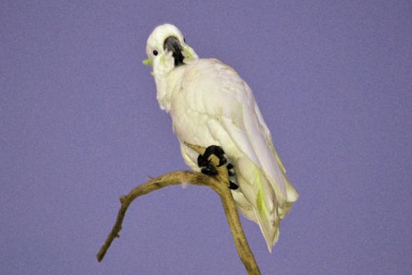 葵花鹦鹉寿命有多长？