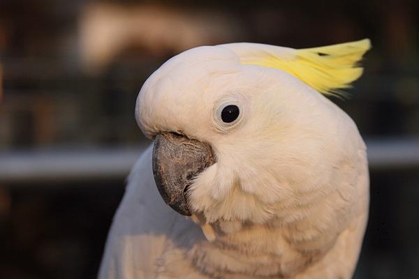 葵花鹦鹉寿命有多长？