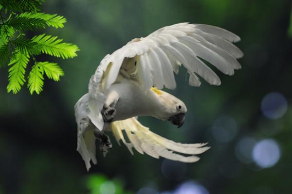 葵花鹦鹉寿命有多长？