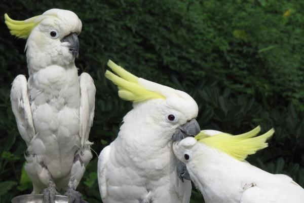 葵花鹦鹉寿命有多长？