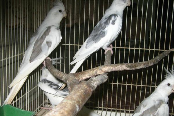 玄凤鹦鹉价格多少钱一只?