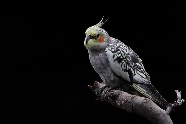 玄凤鹦鹉价格多少钱一只?