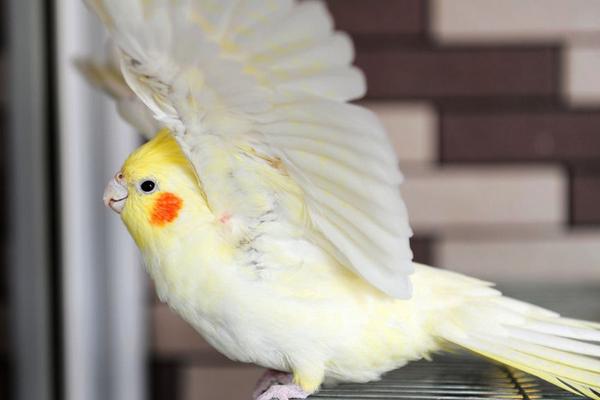 玄凤鹦鹉怎么分公母？