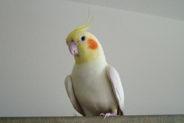 玄凤鹦鹉怎么分公母？