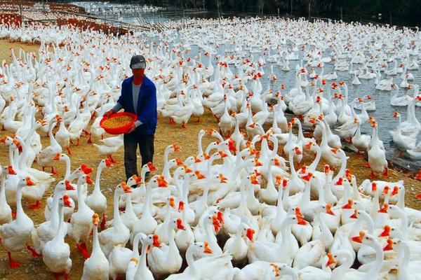 2018养鹅赚钱吗?养鹅的利润与投资成本及前景预测