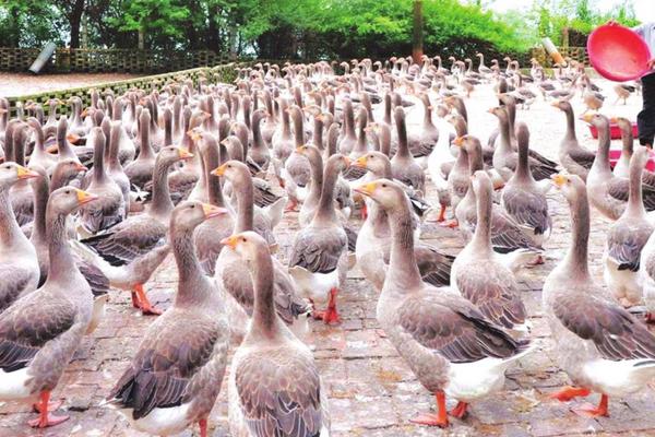 2018养鹅赚钱吗?养鹅的利润与投资成本及前景预测