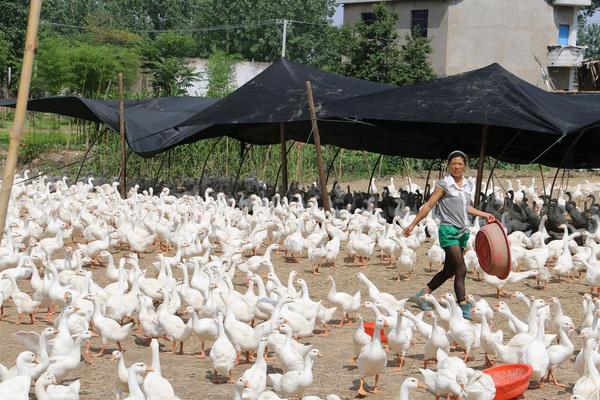 2018养鹅赚钱吗?养鹅的利润与投资成本及前景预测