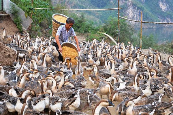 2018养鹅赚钱吗?养鹅的利润与投资成本及前景预测