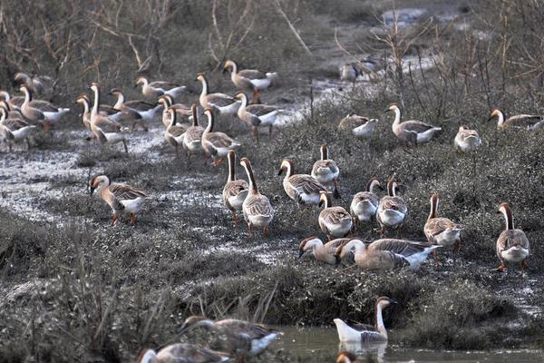 2018养鹅赚钱吗?养鹅的利润与投资成本及前景预测