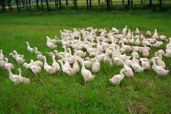 2018养鹅赚钱吗?养鹅的利润与投资成本及前景预测
