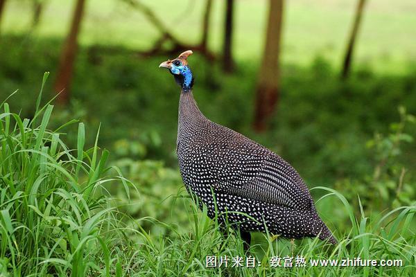 珍珠鸡价格多少钱一只