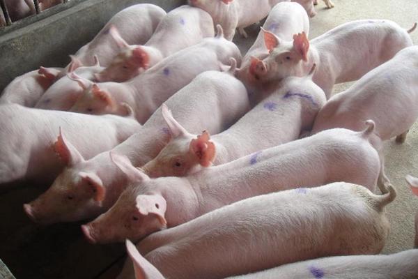 2018养猪赚钱吗?养猪的利润与投资成本及前景预测
