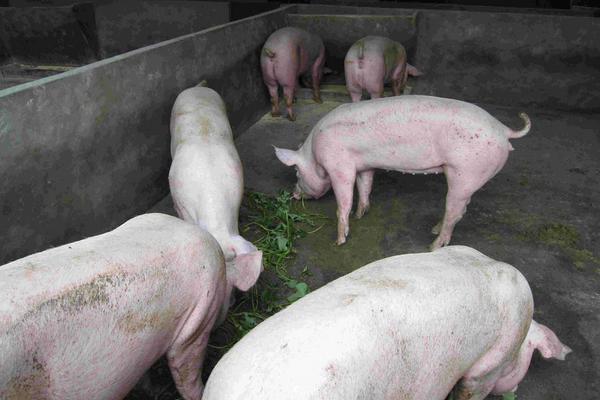 2018养猪赚钱吗?养猪的利润与投资成本及前景预测