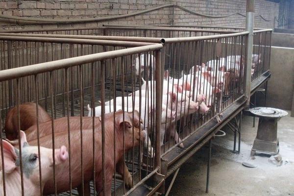 2018养猪赚钱吗?养猪的利润与投资成本及前景预测