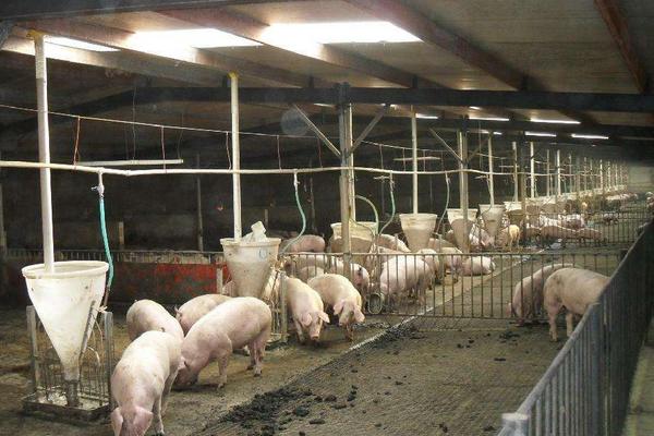 2018养猪赚钱吗?养猪的利润与投资成本及前景预测