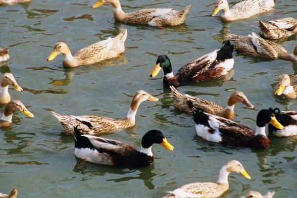 蛋鸭什么品种最好？