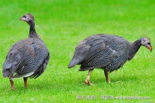 珍珠鸡养多久才能下蛋?