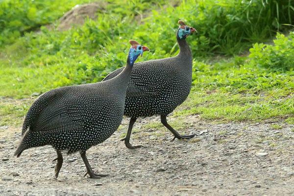 珍珠鸡几个月下蛋?