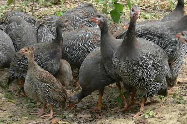 珍珠鸡几个月下蛋?