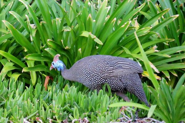 珍珠鸡几个月下蛋?