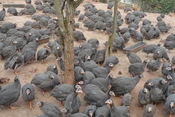 珍珠鸡几个月下蛋?