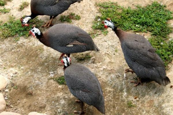 珍珠鸡几个月下蛋?