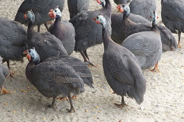 珍珠鸡几个月下蛋?