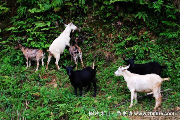 2018养羊赚钱吗？养羊的利润与投资成本及前景预测