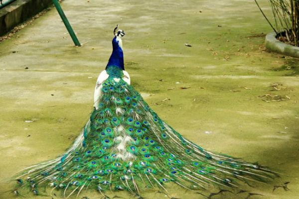 绿孔雀和蓝孔雀的区别是什么?